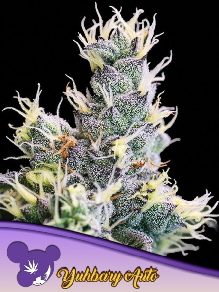 Auto Yuhbary 3 nasiona Anesia Seeds
