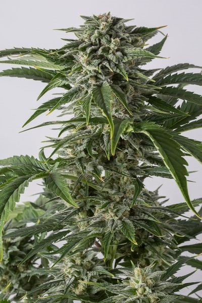 Bubba Kush Auto 3 nasiona BIOGENETIC