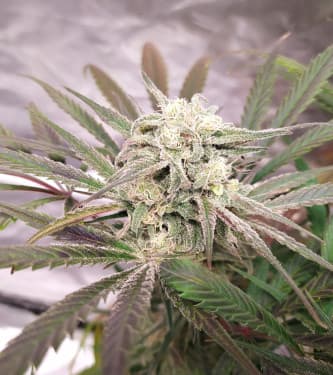 California Kush Fast 5 nasion 00 seedsbank