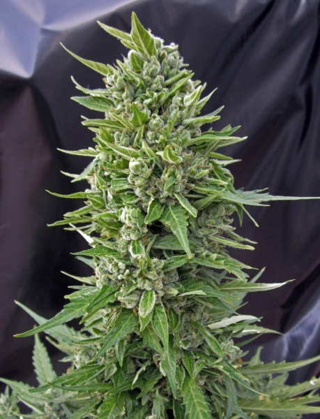 Auto Northern Lights XL 5 nasion 00 Seeds