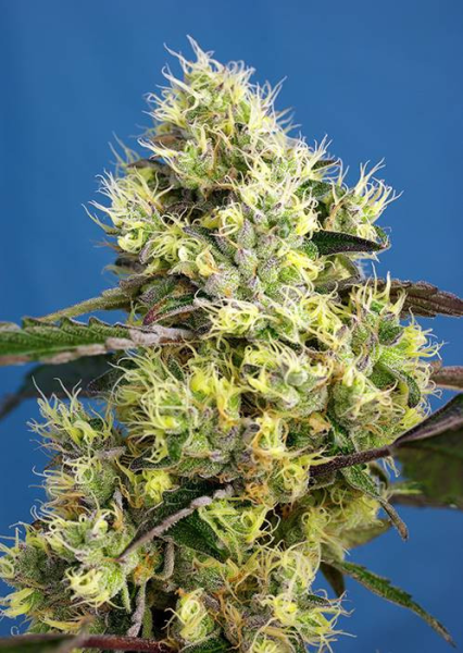 Auto Sweet Gelato 3 nasion Sweet Seeds