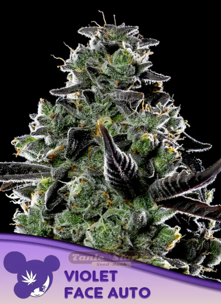 Violet Face Auto 3 nasiona Anesia Seeds